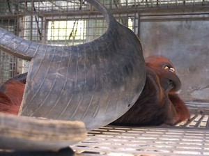 Yayasan BOS Lepasliarkan 8 Orangutan ke Hutan Bukit Batikap