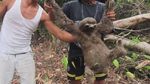Potret Kejam Perburuan Sloth di Peru