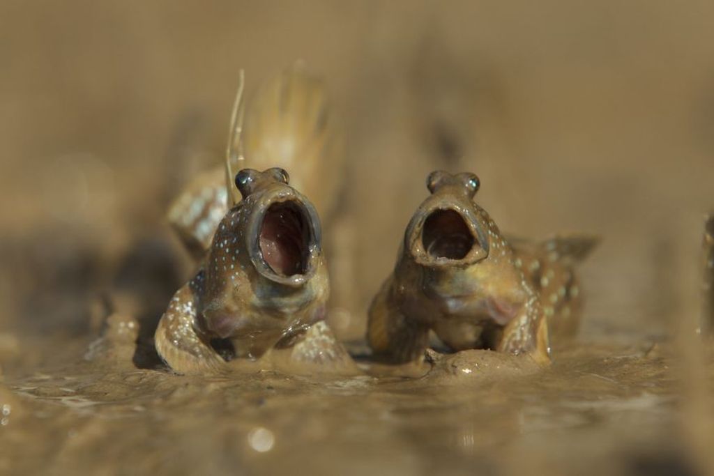 Avoir Images Bikin Ngakak Jawara Kontes Foto Komedi Hewan Foto 10 actualisé salutations