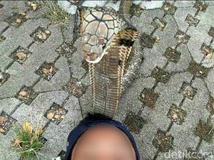 Penjelasan RS Al Ihsan Soal ABG Syahril Tewas Dipatuk Kobra