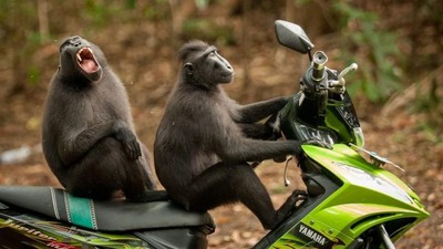 Bikin Ngakak, Jawara Kontes Foto Komedi Hewan