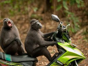 Bikin Ngakak, Jawara Kontes Foto Komedi Hewan