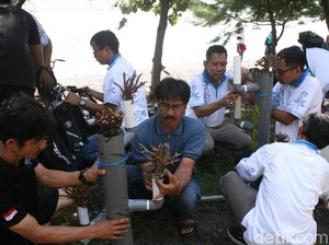 100 Terumbu Karang Ditanam di Pantai Grand Watudodol