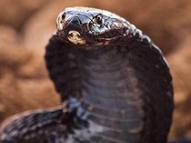 Horor di Tasikmalaya: Mayat Wanita di Dalam Sarang King Cobra
