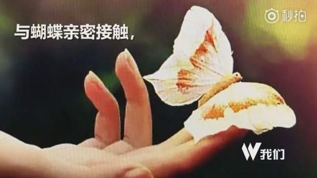 Iklan soal pameran kupu-kupu yang beredar di media sosial di China. 