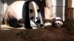 Bayi Panda Ini Goler-goleran Jelang Debut di Kebun Binatang Tokyo
