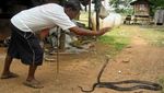 Kisah Tragis Tewas Dipatuk King Cobra: Irma Bule, Aril sampai Pawang
