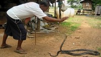 Pria itu semula hendak mengeluarkan kobra dari dalam wadah toples. Saat akan ditutup, ular tersebut malah terjepit dan mematuk tangan si pria.  Foto: AFP
