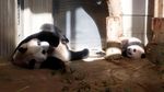 Bayi Panda Ini Goler-goleran Jelang Debut di Kebun Binatang Tokyo