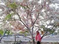 Nggak Usah Ke Jepang 2 Tempat Di Indonesia Ini Punya Bunga Sakura