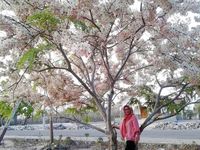 Nggak Usah Ke Jepang 2 Tempat Di Indonesia Ini Punya Bunga Nggak Usah Ke Jepang 2 Tempat Di Indonesia Ini Punya Bunga