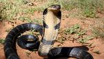 Kisah Tragis Tewas Dipatuk King Cobra: Irma Bule, Aril sampai Pawang