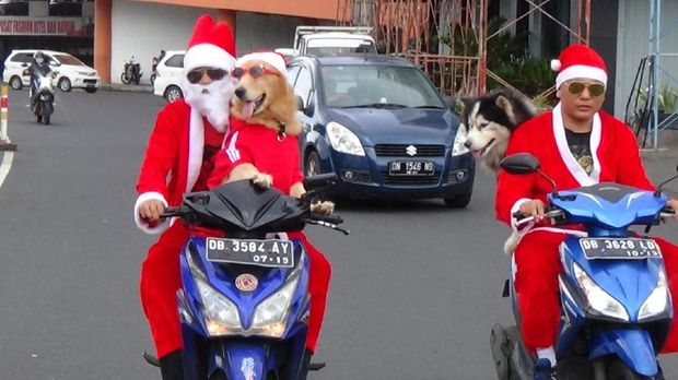 Pakai Baju  Santa Anjing  Pintar di Manado Naik Motor 