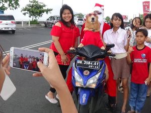 Pakai Baju Santa, Anjing Pintar di Manado Naik Motor Keliling Kota