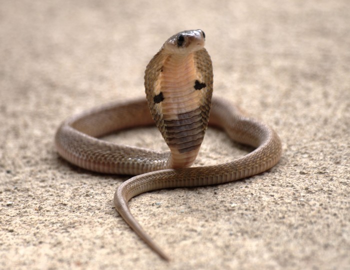 Kisah Tragis Tewas Dipatuk King Cobra: Irma Bule, Aril sampai Pawang