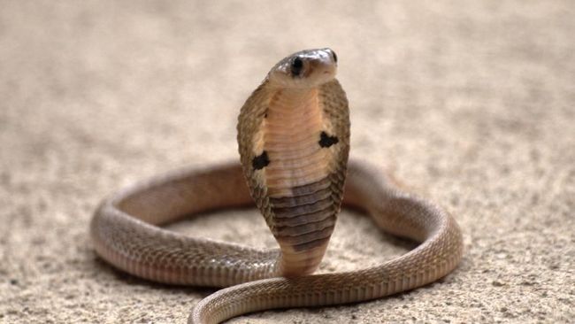 Yulduzlar ogziga tik olishadi