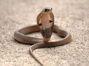 Ular Gigit Mati Pemuda Bandung Diduga Jenis King Cobra