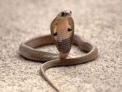 Misteri Besar King Cobra Terpecahkan, Terkait Indonesia