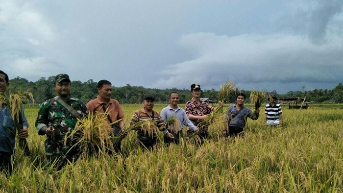 Meski Musim Paceklik, Panen Padi di Kabupaten Nias Utara Tetap Melimpah