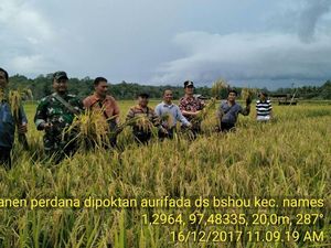 Meski Musim Paceklik, Panen Padi di Kabupaten Nias Utara Tetap Melimpah