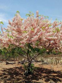 Yang Kamu Belum Tahu: Bunga Sakura di Sumba