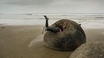 Foto: Pantai Selandia Baru yang Punya Telur Naga