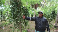 Di Pulau La Digue wisatawan juga bisa melihat perkebunan vanilla (Vanilla planifolia). Di Seychelles, menanam vanilla seperti sudah mendarah daging (Fitraya/detikTravel)