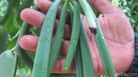 Kita bisa melihat pohon vanilla yang masih keluarga dari anggrek. Buahnya panjang seperti kacang polong (Fitraya/detikTravel)