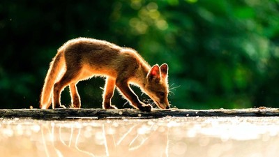Wow! Deretan Foto Keren Ini Dipotret Anak-anak