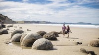 Pantai Koekohe yang terletak di Moeraki, Otago, Selandia baru memang berbeda dari pantai kebanyakan (Miles Holden/Tourism New Zealand)