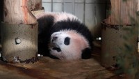 Pada Senin (18/12) ini, Xiang-xiang akan ditampilkan ke publik di kebun binatang Ueno Tokyo. Foto: REUTERS/Issei Kato