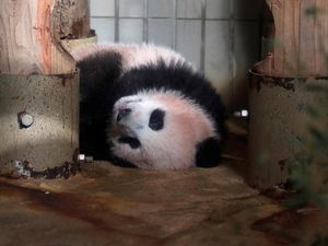 Bayi Panda Ini Goler-goleran Jelang Debut di Kebun Binatang Tokyo