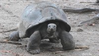 Keajaiban lain dari Pulau La Digue adalah kura-kura raksasa seperti di Galapagos. Nama latinnya Aldabrachelys gigantea hololissa (Fitraya/detikTravel)
