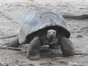 Wow! Ada Kura-kura Raksasa di Seychelles