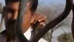 Kisah Tragis Tewas Dipatuk King Cobra: Irma Bule, Aril sampai Pawang