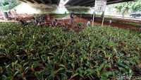 Ditargetkan pembangunan taman kota tersebut selesai pada 20 Desember 2017 mendatang.