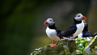 Traveler yang datang sekitar Maret hingga awal Agustus akan berjumpa dengan burung puffin, yang menjadi inspirasi karakter Porg (Thinkstock)