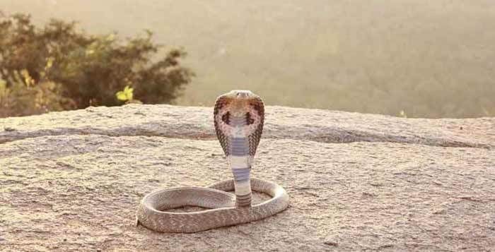 Kisah Tragis Tewas Dipatuk King Cobra: Irma Bule, Aril sampai Pawang