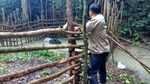 Kasihan, Ini Kondisi Tapir yang Masuk ke Permukiman dan Diikat Warga