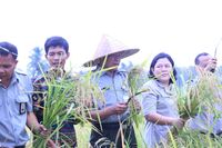 Akhir Tahun Stok Cukup, Kementan Panen Padi di Pandeglang 80 Hektare