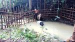 Kasihan, Ini Kondisi Tapir yang Masuk ke Permukiman dan Diikat Warga