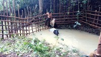 Tapir belum bisa langsung dilepaskan ke habitatnya. Ia masih harus mendapat perawatan supaya dapat bertahan saat kembali ke habitat.