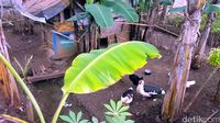 Lokasi Ledakan di Kampung Petasan Sukabumi Disulap Jadi Kandang