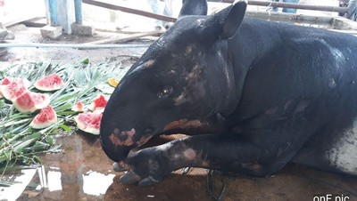 Kasihan, Ini Kondisi Tapir yang Masuk ke Permukiman dan Diikat Warga