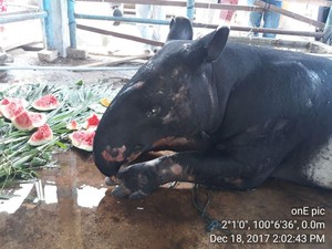 Heboh Video Tapir Masuk ke Permukiman dan Diikat Warga