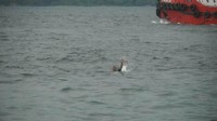 Sebagian penumpang lain menangis histeris karena barang yang akan dibawa pulang di kampung sudah berada di atas kapal, sedangkan penumpangnya masih berada di pelabuhan.  Pengantar dan buruh pelabuhan yang masih berada di atas kapal memberanikan diri meloncat dari atas kapal. Meskipun kapal sudah menjauh dari pelabuhan. Salah satu buruh pelabuhan yang loncat dari atas kapal nyaris tewas lantaran tidak kuat berenang ke tepi pelabuhan. Beruntung speedboat yang melintasi dapat menolang buruh pelabuhan tersebut. 