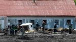 Saat Sapi yang Penuh Lumpur Diangkut dan Digantung Pakai Helikopter