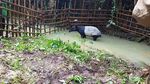 Kasihan, Ini Kondisi Tapir yang Masuk ke Permukiman dan Diikat Warga