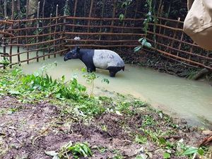 Jejak Satwa di Inhil Ternyata Tapak Tapir, Masuk Kampung Akibat Karhutla