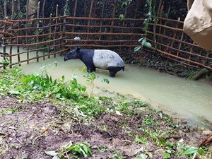Tapir Dewasa Terperosok Dalam Parit di Inhil